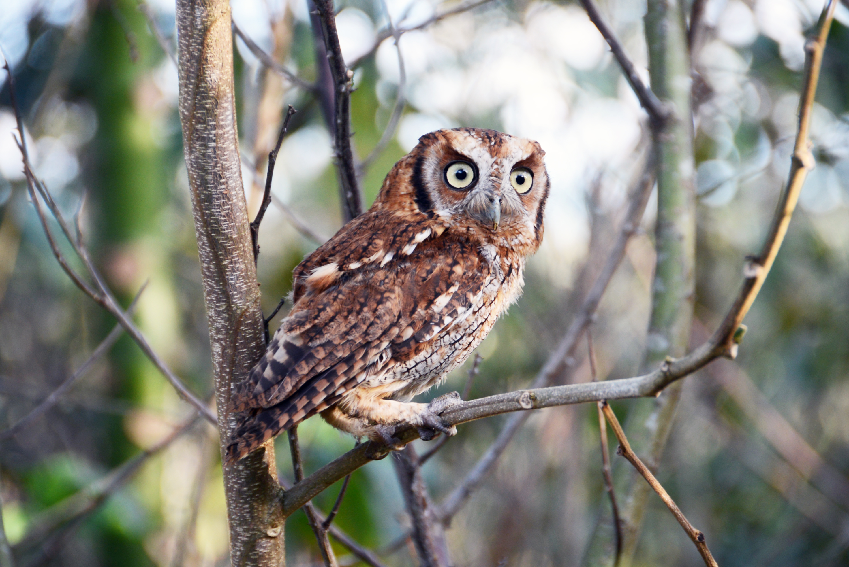 Já conhece nosso roteiro de Observação de Aves? Confira o mapa dos parques!